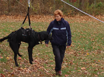 Black Dog