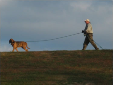 search dog training